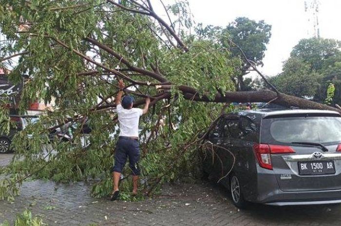 Toyota Calya tertimpa pohon