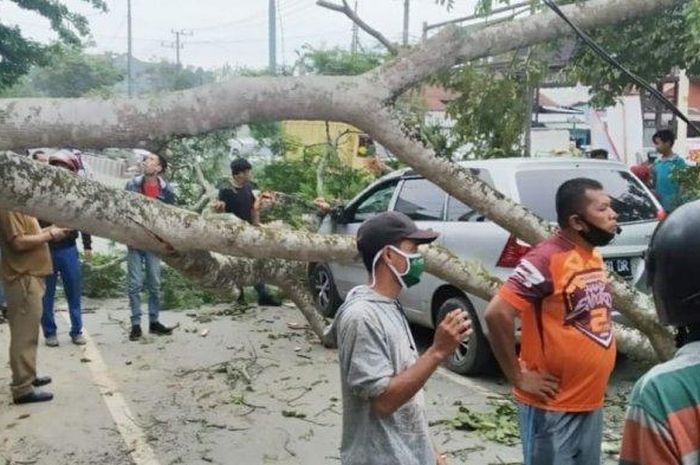 Toyota Avanza yang tertimpa pohon tumbang di Jl DI Pandjaitan, Mugirejo, Samarinda Utara, Kalimantan Timur 