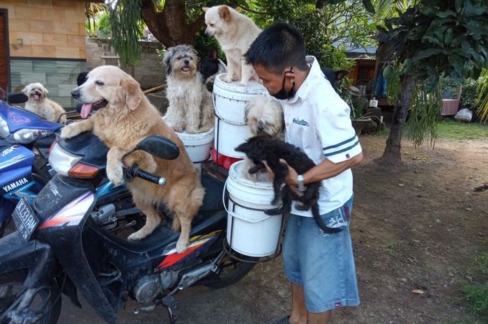 Pria di Bali bonceng enam anjingnya dengan motor bebek(Kompas.com/ Imam Rosidin)