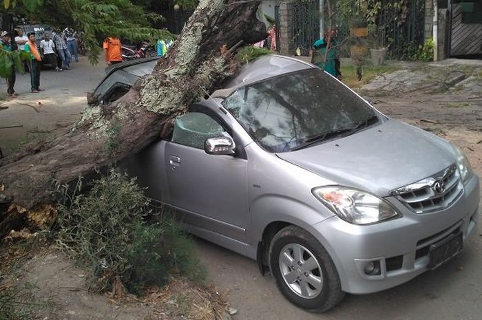 Ilustrasi mobil tertimpa pohon tumbang ketika parkir di tempat terbuka saat musim hujan.