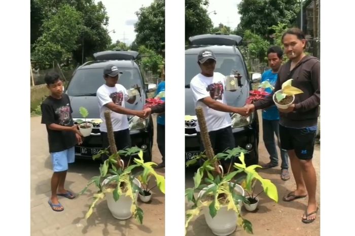 Video viral Toyota Avanza ditukar dengan sejumlah tanaman hias, terjadi di kediri, Jawa Timur.