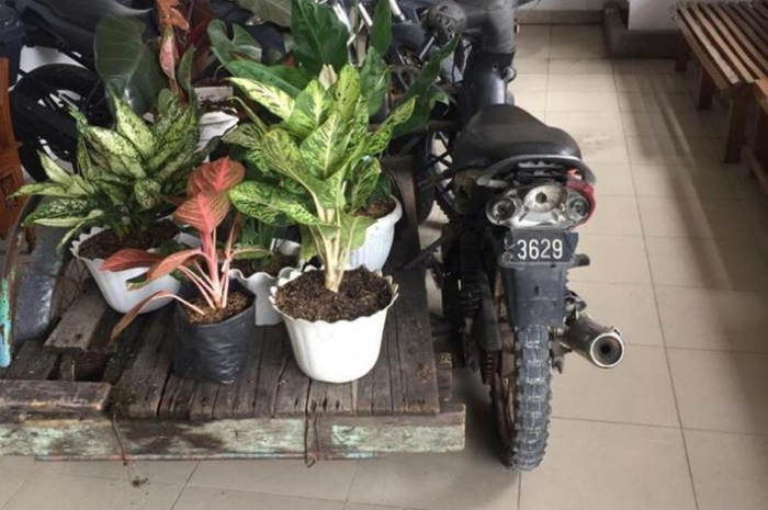 Barang bukti motor dan bunga Aglonema yang disita Polsek Payung Sekaki dari pelaku JA saat ditangkap di Pekanbaru, Riau, Selasa (24/11/2020).