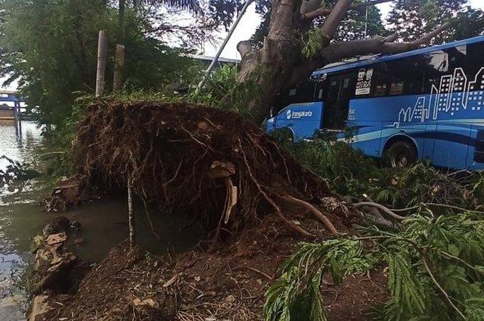 Bus Transjakarta tertimpa pohon ambruk yang tercabut sampai akarnya di dekat Halte Busway Ancol, Pademangan, Jakarta Utara