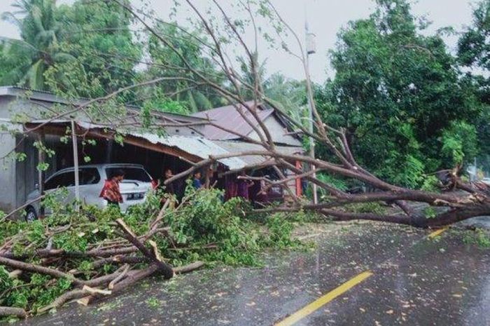 Pohon tumbang tutup jalan Trans Sulawesi serta menimpa teras rumah warga dan memecahkan kaca belakang dua unit Toyota Avanza