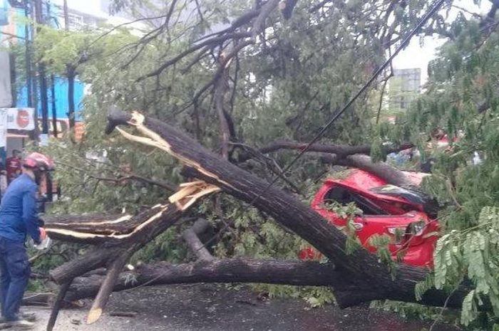Daihatsu Ayla gepeng tertimpa pohon tumbang di depan RS Labuang Baji, Makassar, Sulsel