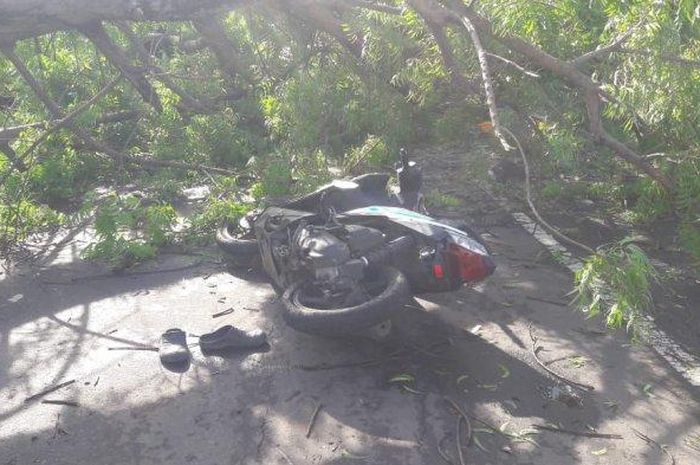Honda BeAT tertimpa pohon hingga membuat pengendara dilarikan ke rumah sakit