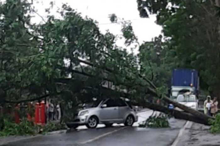 Toyota Rush tertimpa pohon ambruk di Jl Kauditan, Minahasa Utara