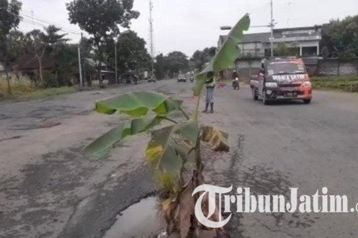 Pohon pisang berdiri di tengah Jalan Raya Tuban-Widang, Senin (25/1/2021)