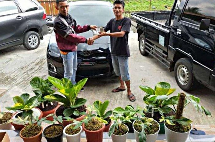 Toyota Yaris ditukar dengan 14 pot tanaman hias senilai Rp 120 juta