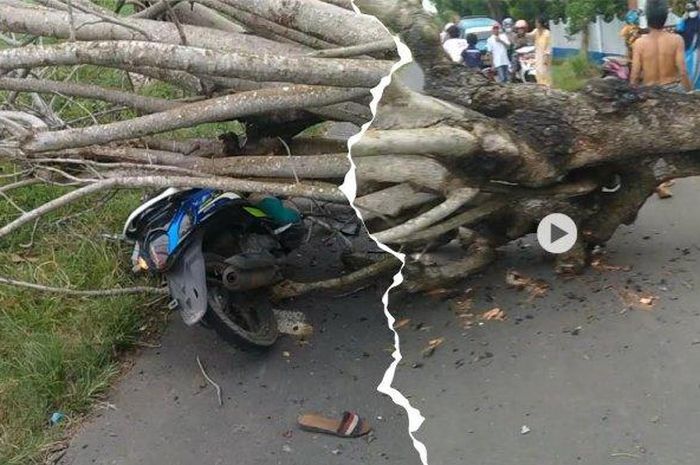 Yamaha Fino ketiban pohon ambruk di dusun Makbar, desa Bontomacinna, Gantarang, Bulukumba, Sulawesi Selatan, (3/2/21).