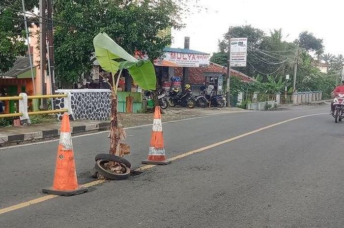 Warga menanam pohon pisang di Jalan Raya Padaherang menuju Kawasan Wisata Pangandaran