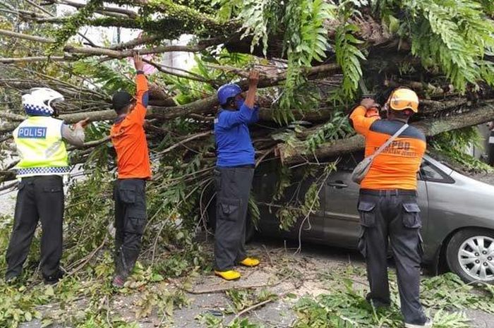 Toyota Kijang Innova milik warga Jember tertimpa pohon tumbang akibat angin ribut di Jl Trunojoyo, Jember, Jawa Timur