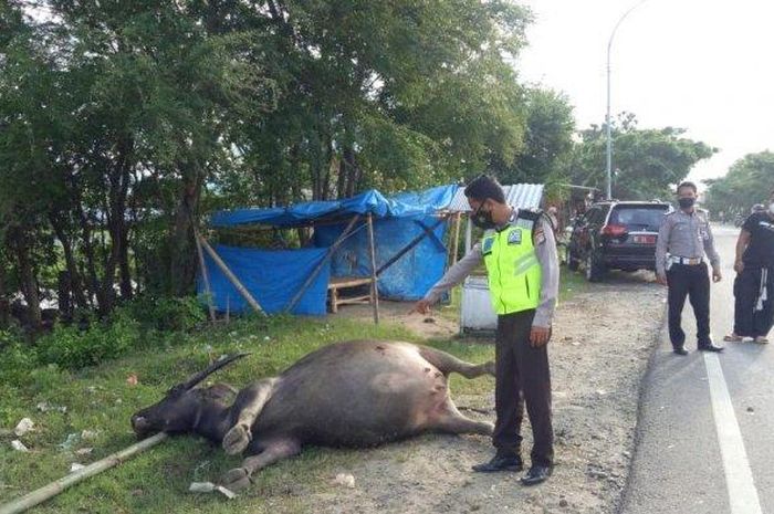 Mitsubishi Pajero pelat merah rusak  bagian depan menabrak seekor kerbau Kamis ((8/4/2021). 