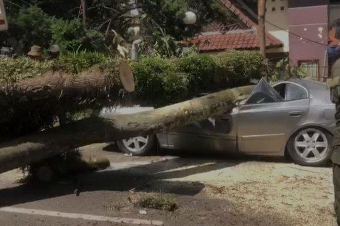 Dua mobil parkir di pinggir jalan, tertimpa pohon besar yang tumbang.  