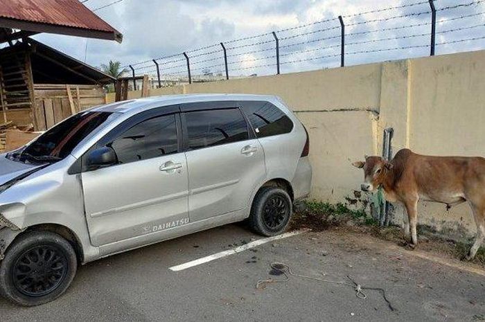 Daihatsu Xenia dikejar-kejar polisi, pintu dibuka, isinya sapi colongan