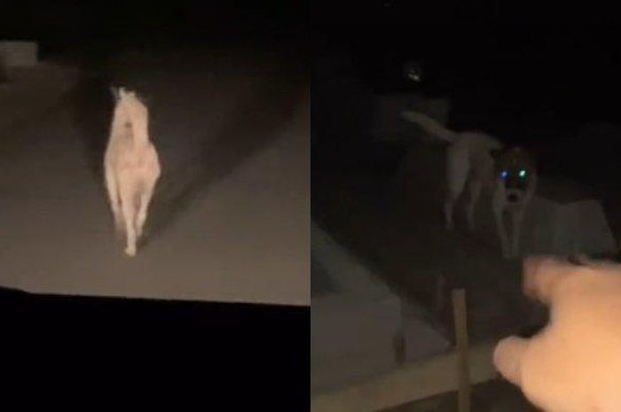 Aksi seekor anjing menuntun peziarah ke makam pemiliknya yang sudah meninggal, menjadi viral di media sosial.