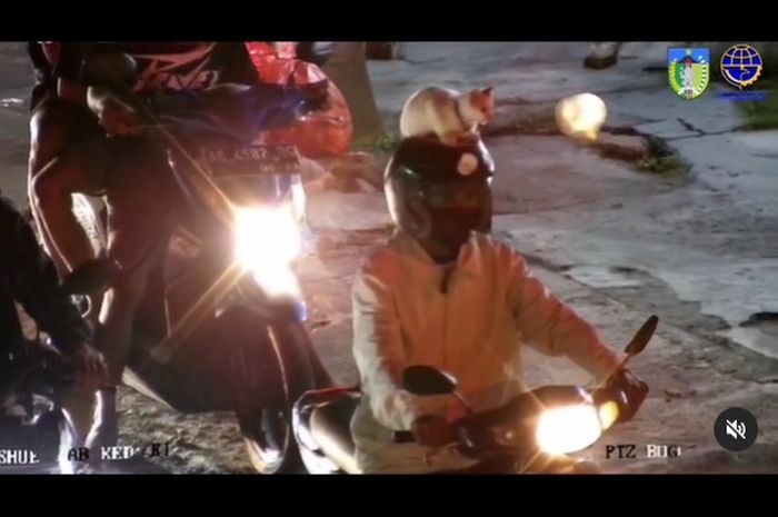 Kucing night ride di atas helm pemiliknya di Kediri, Jawa Timur