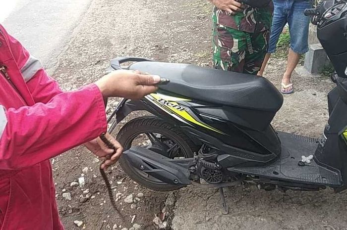 Ular Bandotan Macan masuk ke bodi Honda BeAT usai dibawa belanja ke swalayan di kota Malang, Jawa Timur