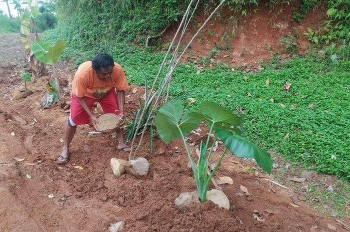 Warga menanam pohon pisang di jalan kabupaten yang rusak di ruas Cicurug Cimenteng, Desa Gelaranyar, Kecamatan Sukanagara, Kabupaten Cianjur, Kamis (19/8/2021).