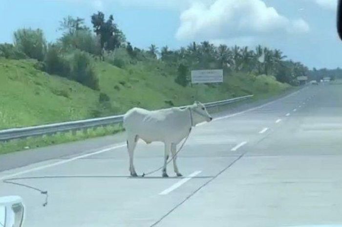 Seekor sapi berada di tengah jalan tol Manado-Bitung