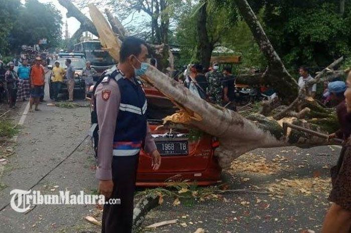 Toyota Calya gepeng tertimpa pohon tumbang di Tanah Merah, Bangkalan, Madura, Jatim