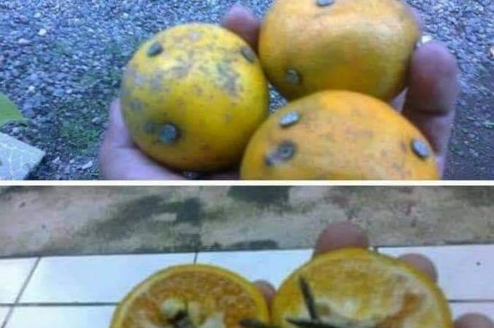 Ranjau paku di buah jeruk