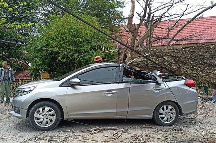 Honda Mobilio gepeng tertimpa pohon tumbang di Jl DR Soetomo, Sukamulia, Sail, kota Pekanbaru, Riau