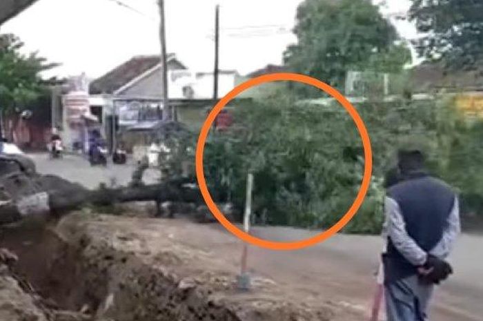 Detik-detik emak-emak bawa Daihatsu Sirion terobos peringatan petugas yang akan merobohkan pohon