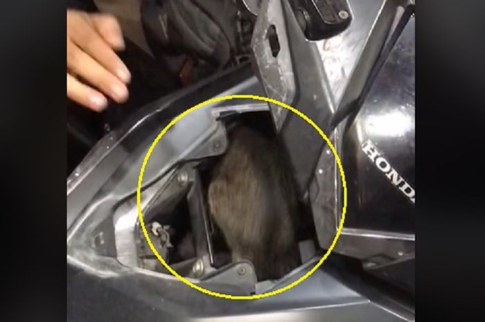 terdengar suara misterius dari dalam bodi Honda Vario, ternyata ada makhluk berbulu ini menyelinap