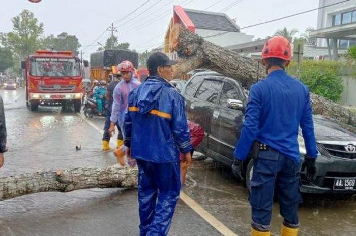 Toyota Avanza tertimpa pohon tumbang di Magelang, Jawa Tengah