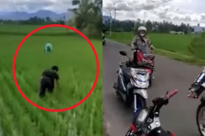 Pemotor ini liciknya kayak bunglon, nyamar jadi petani pura-pura tanam padi, dipantau polisi di pinggir sawah