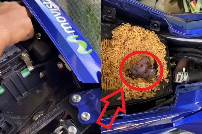 Box filter udara Yamaha MX King yang jadi sarang tikus.