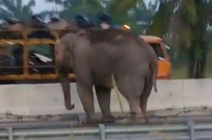 Seekor gajah gegerkan pengguna jalan Tol Pekanbaru-Dumai gara-gara merusak pagar pembatas dan melintas jalan tol.