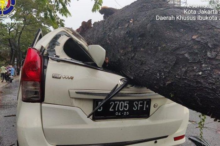 Daihatsu Xenia yang ringsek usai tertimpa pohon tumbang