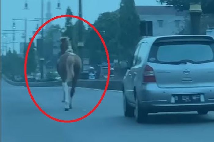 Kuda milik Ditya Horse Land Klaten lepas, nyalip Nissan Grand Livina di jalan raya Solo-Jogja