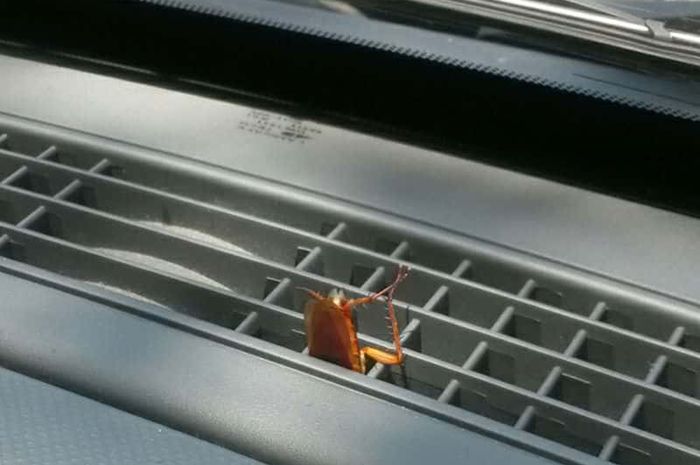 Menghilangkan serangga di mobil bisa dilakukan dengan mudah