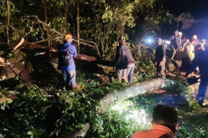 Suasana evakuasi pohon tumbang  yang menimpa dua mobil yakni Toyota Rush Daihatsu Gran Max 