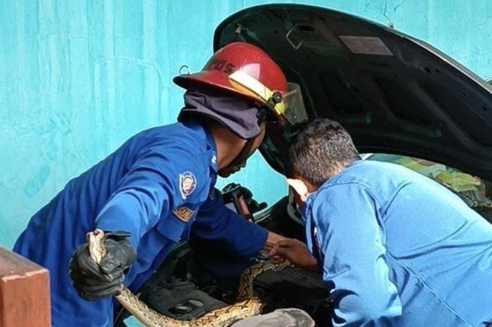 Petugas Damkar Kota Depok saat mengevakuasi ular sanca di ruang mesin mobil warga di Perumahan Bukit Golf, Tapos, Kota Depok, Selasa (20/12/2022). 