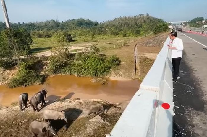 Jokowi memantau terowongan gajah di Tol Pekanbaru-Dumai.