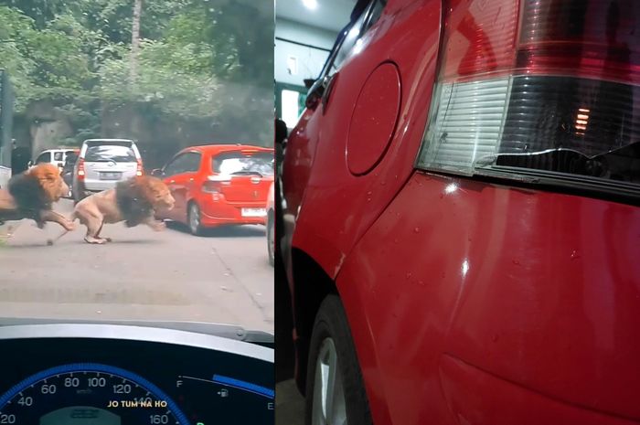 Toyota Yaris dihantam singa berantem di Taman Safari Indonesia II, Prigen, Jumat (11/02/2023).