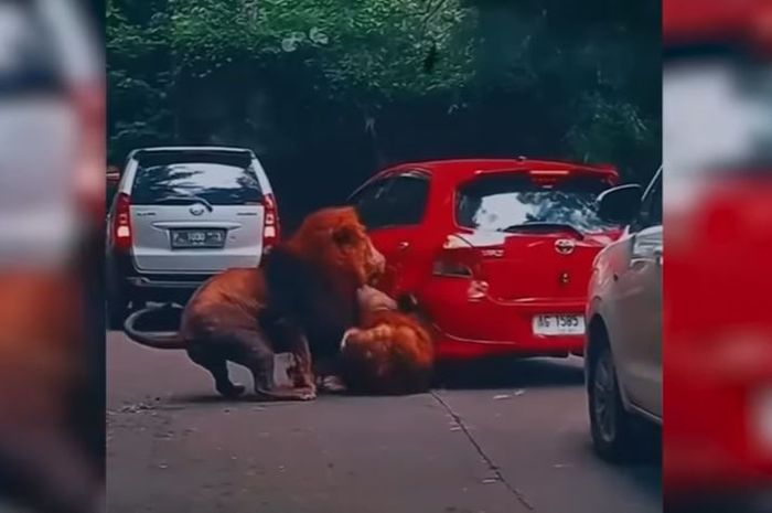 Rekaman video dua singa berkelahi lalu menabrak Toyota Yaris di Taman Safari Prigen