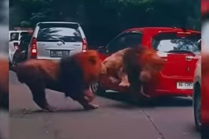 Dua singa bernama Frans dan Debo berkelahi hingga menabrak Toyota Yaris di Taman Safari Prigen