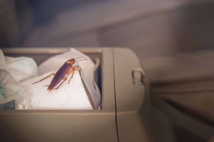 Ilustrasi serangga di dalam interior mobil