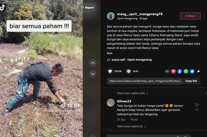 Event trabasan yang sempat digelar di Kawasan Ranca Upas tak cuma rugikan peserta, tapi juga petani bunga edelweiss rawa.