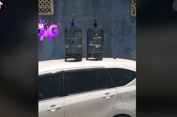 Mobil parkir sembarangan di depan rumah, pemilik rumah manfaatkan mobil buat jemur burung