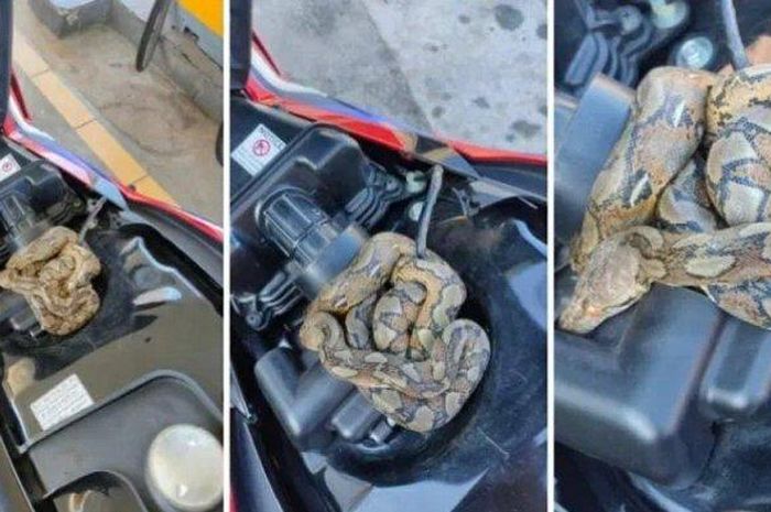 Pemotor mau isi bensin kaget saat buka jok, ada ular sanca melingkar