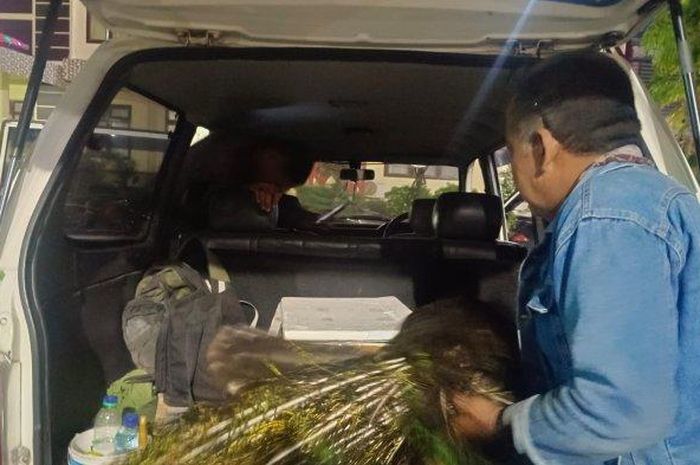 Polisi mengamankan burung merak dan rusa mati dari hasil berburu di Taman Nasional Baluran Situbondo dari dalam kabin Toyota Kijang Kapsul