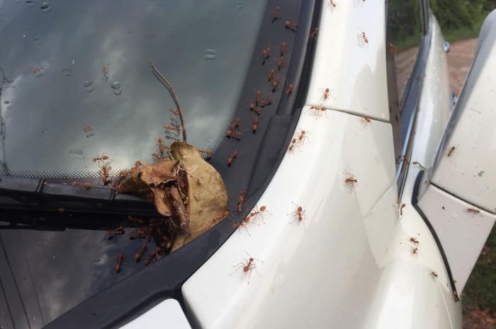 Semut di interior mobil bisa karena ada sisa makanan atau parkir di bawah pohon