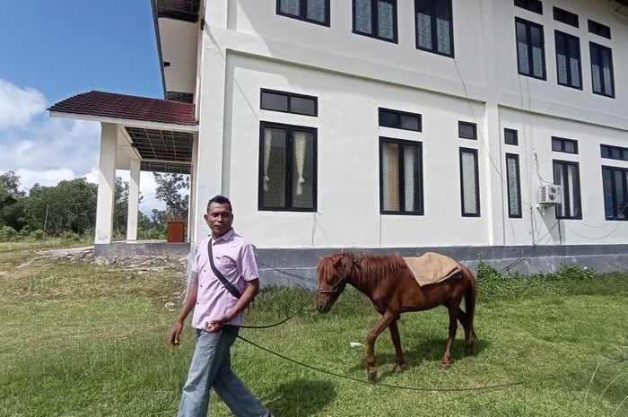 Sefanya Sairiltiata SPd MSi, dosen Prodi di Luar Kampus Utama (PSDKU) Universitas Pattimura Kabupaten Maluku Barat Daya (MBD) ke kampus naik kuda 