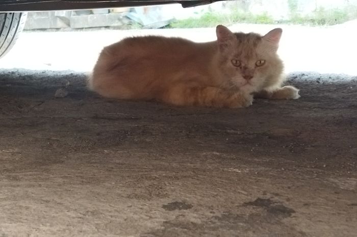 Kucing suka berdiam di kolong mobil